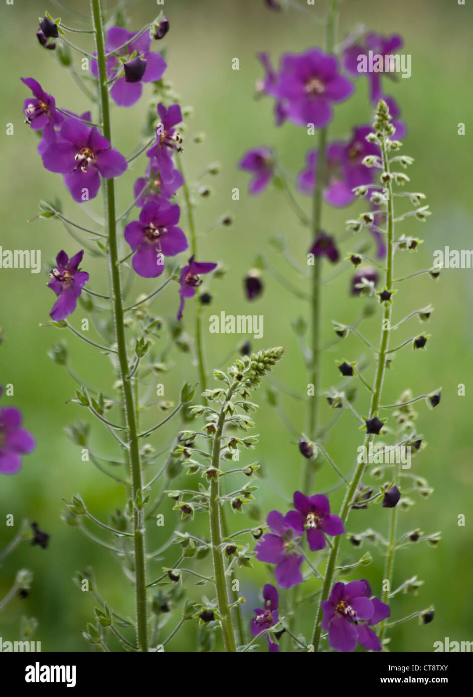 Verbascum phoeniceum, Verbascum, Purple mullein Stock Photo