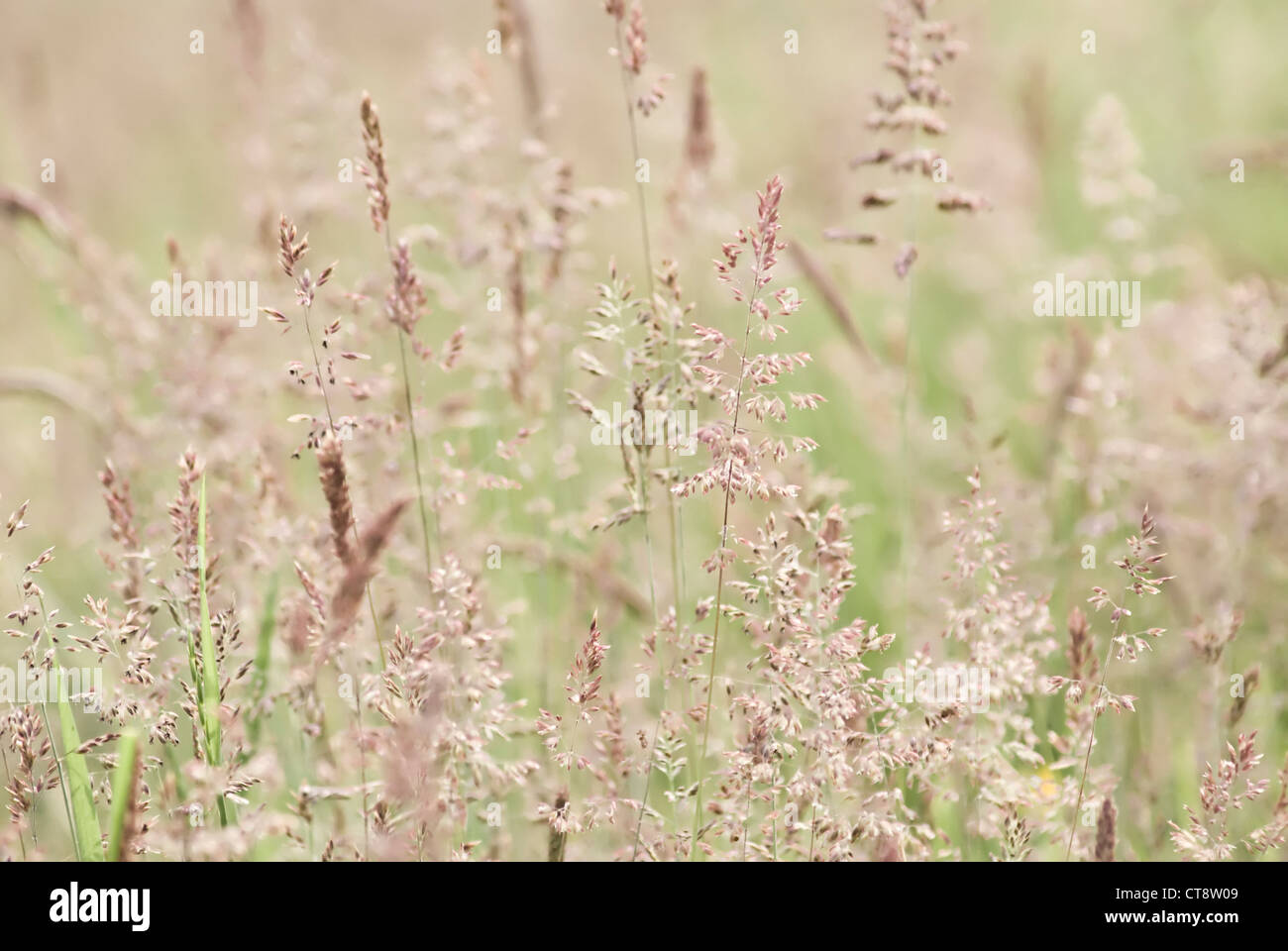 Holcus lanatus, Yorkshire fog grass Stock Photo - Alamy