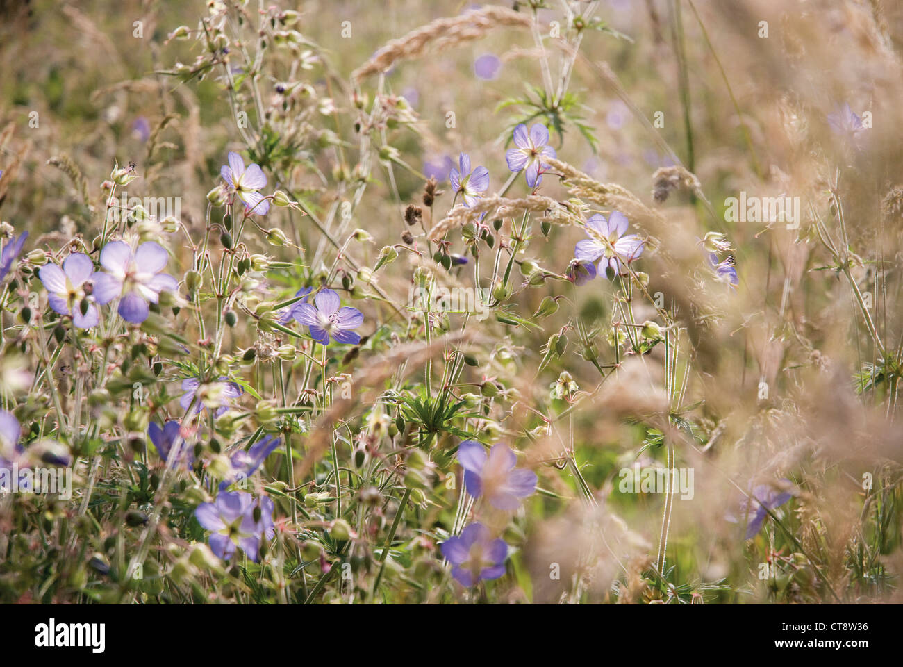 Geranium pratense, Meadow cranesbill Stock Photo