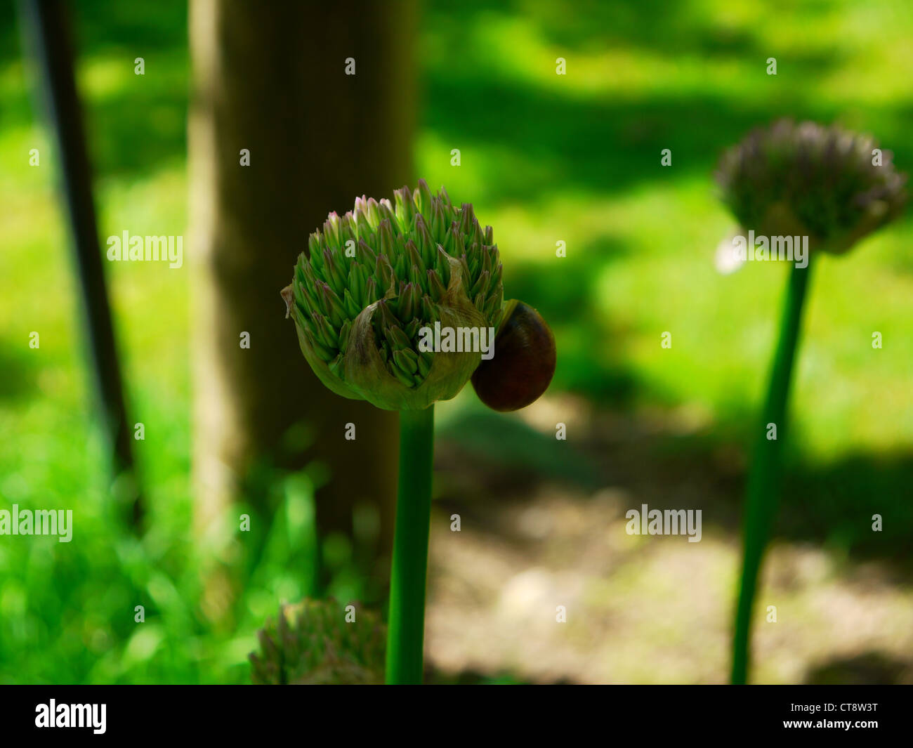 Perseverance Stock Photo