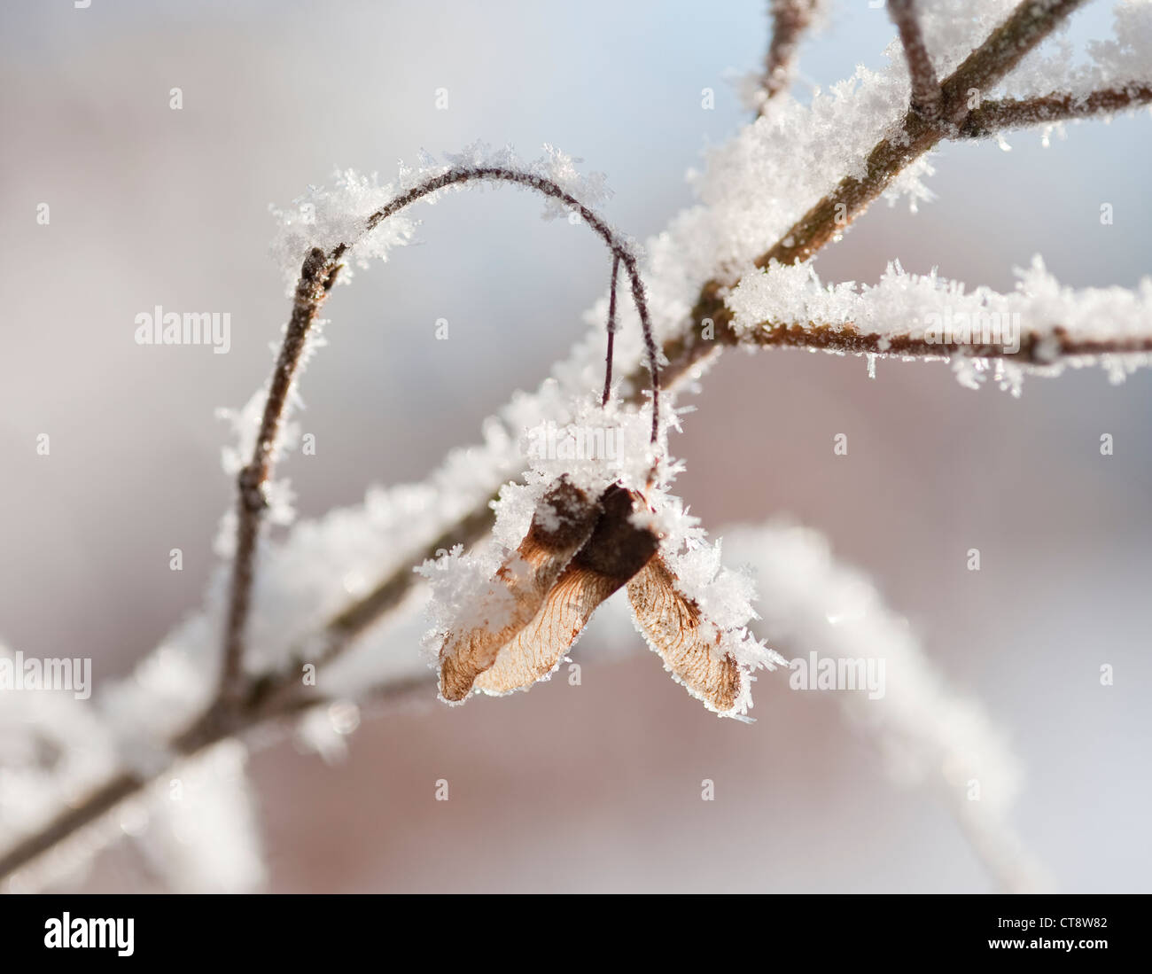 Acer campestre, Field maple Stock Photo - Alamy