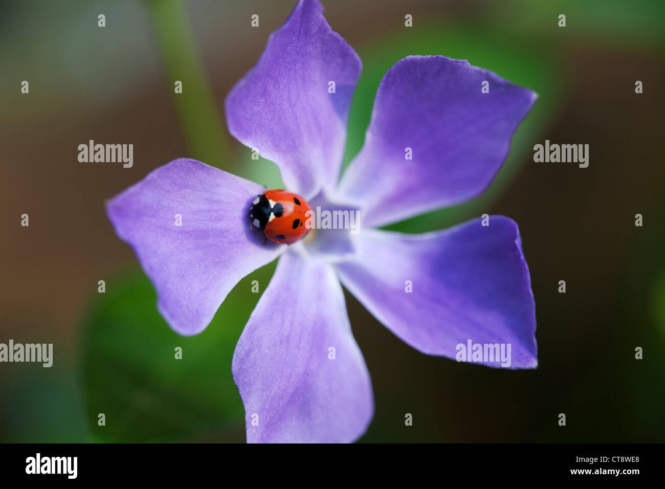 Vinca major, Periwinkle Stock Photo