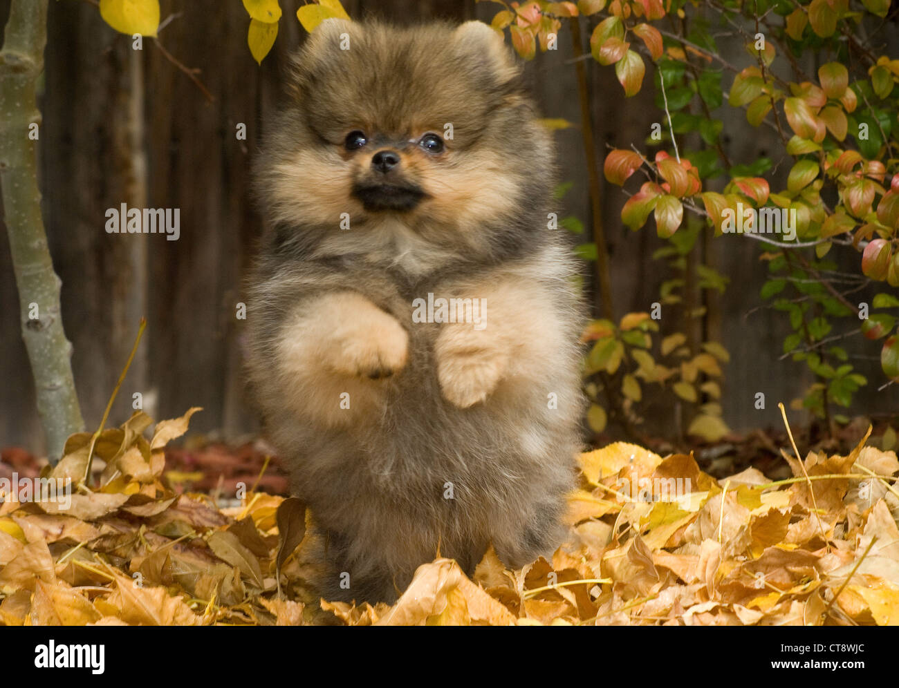 Pomeranian puppy in autumn leaves Stock