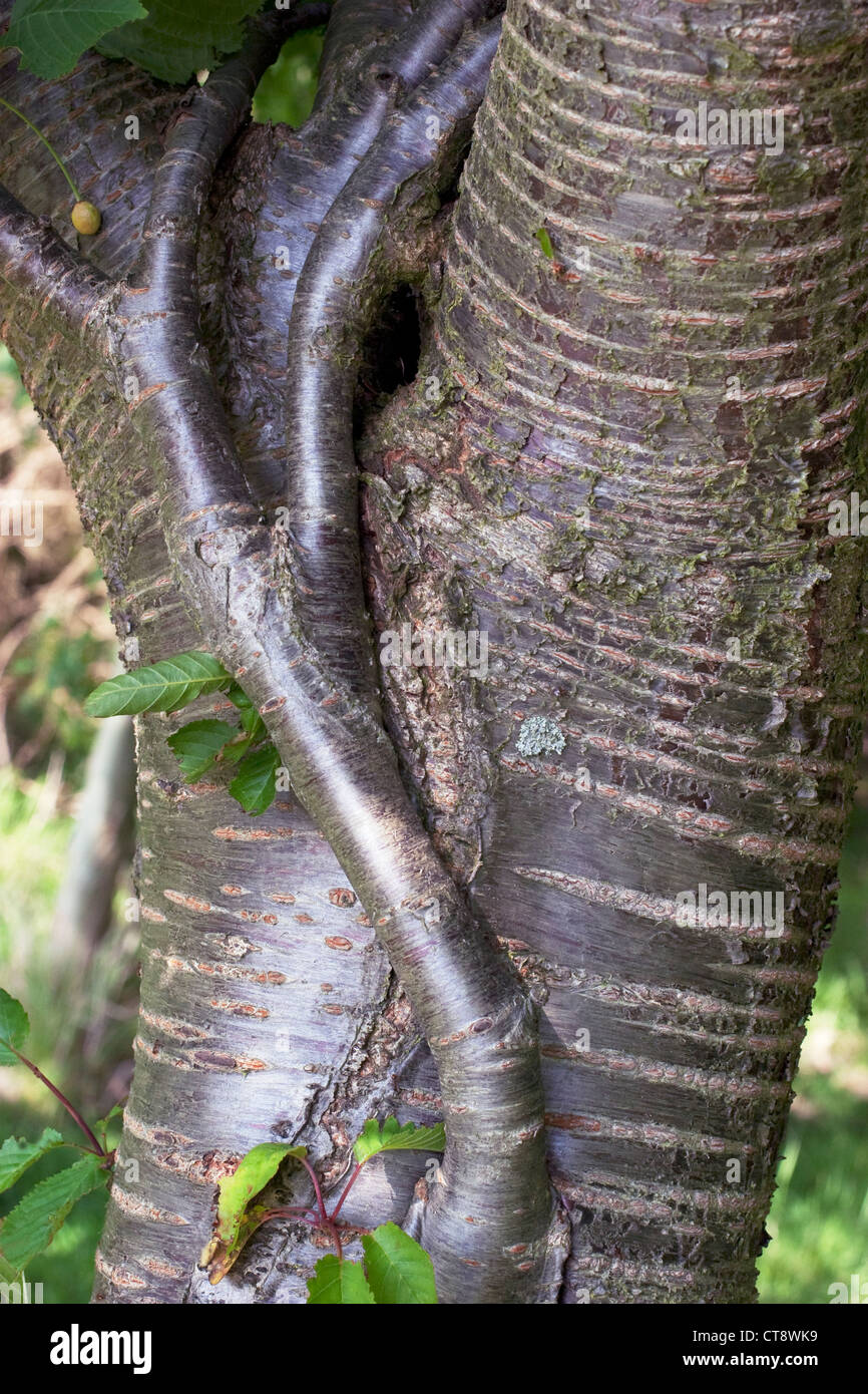 Prunus avium, Cherry Stock Photo