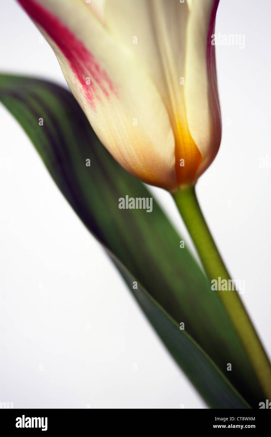 Tulipa 'Giuseppe verdi', Tulip Stock Photo