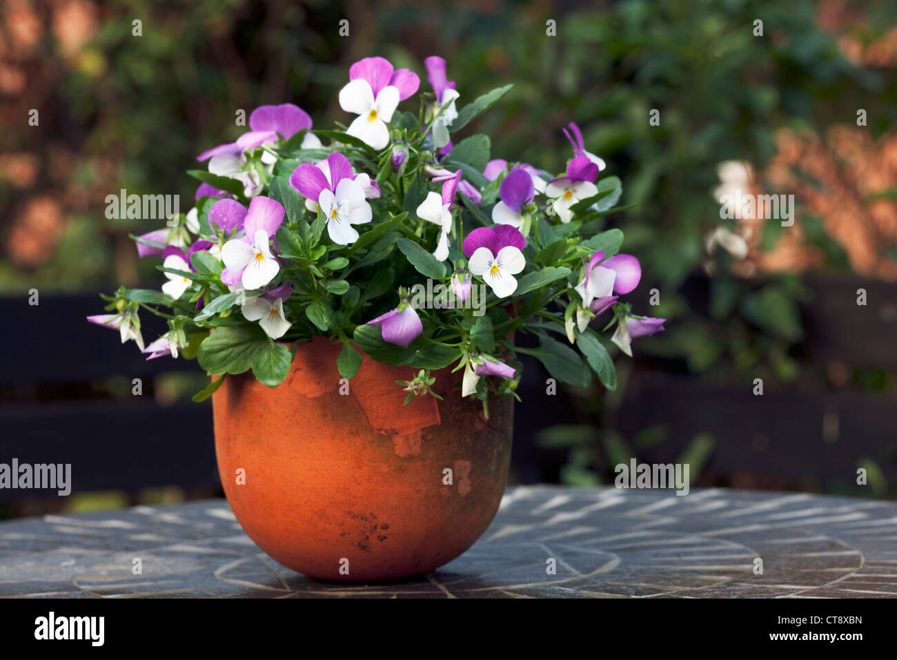 Viola in container hires stock photography and images Alamy