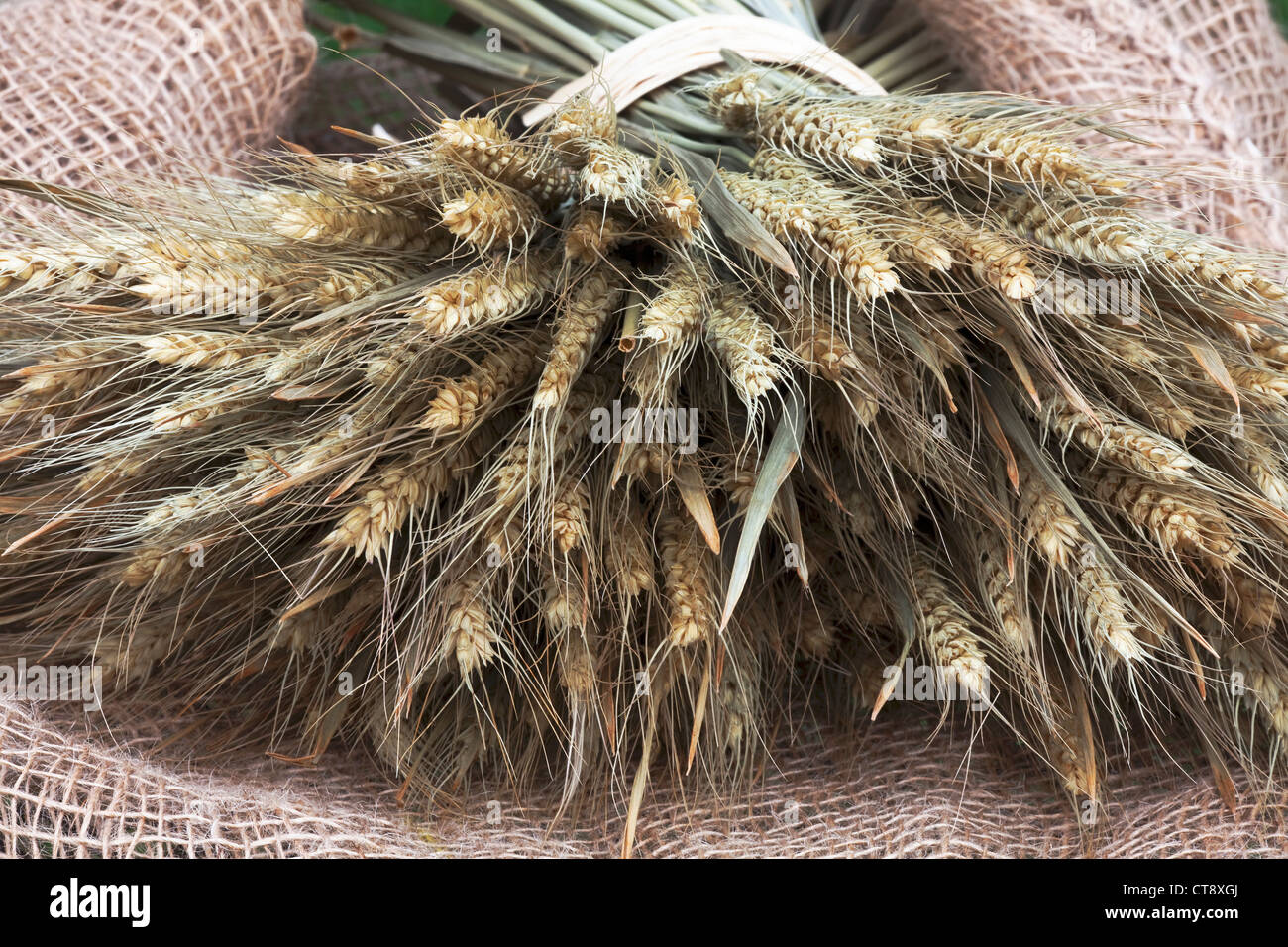 Hordeum vulgare, Barley Stock Photo