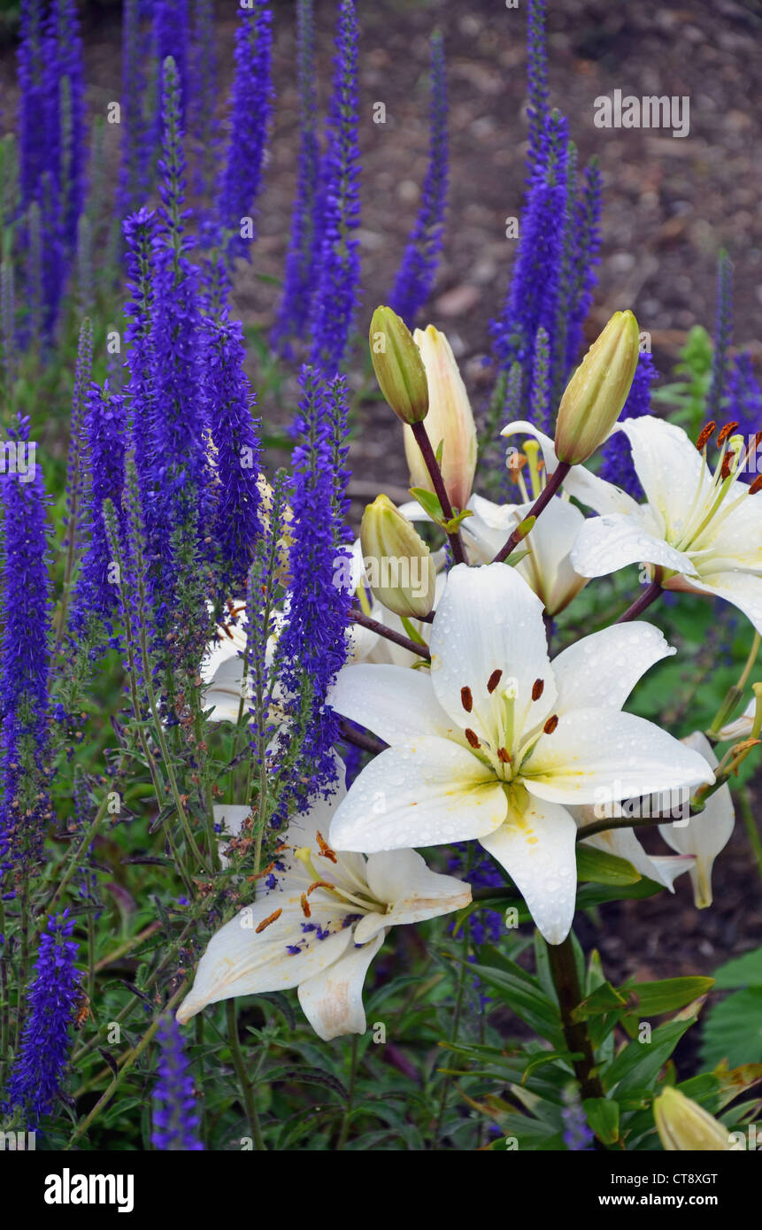 Fragrant white lily and blue salvia flowers Stock Photo
