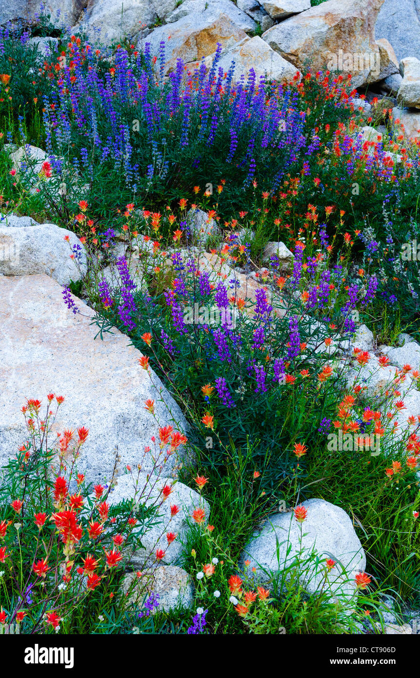 Wildflowers, Tuolumne Meadows, Yosemite National Park, California USA Stock Photo Alamy