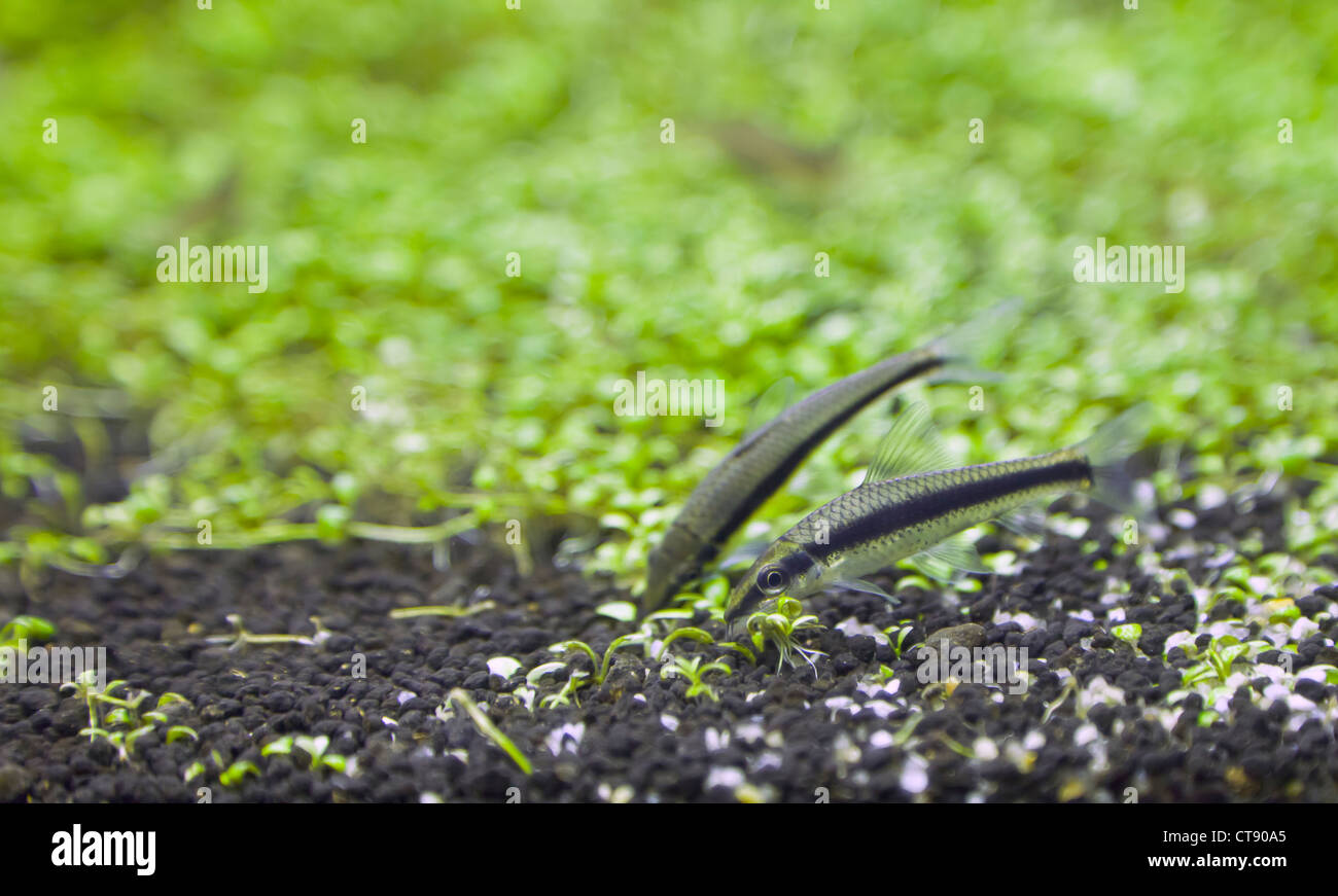 Crossocheilus siamensis Stock Photo