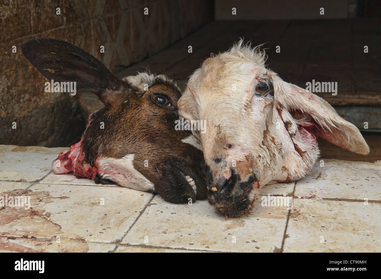 goat heads in the ancient medina in Marrakech, Morocco Stock Photo
