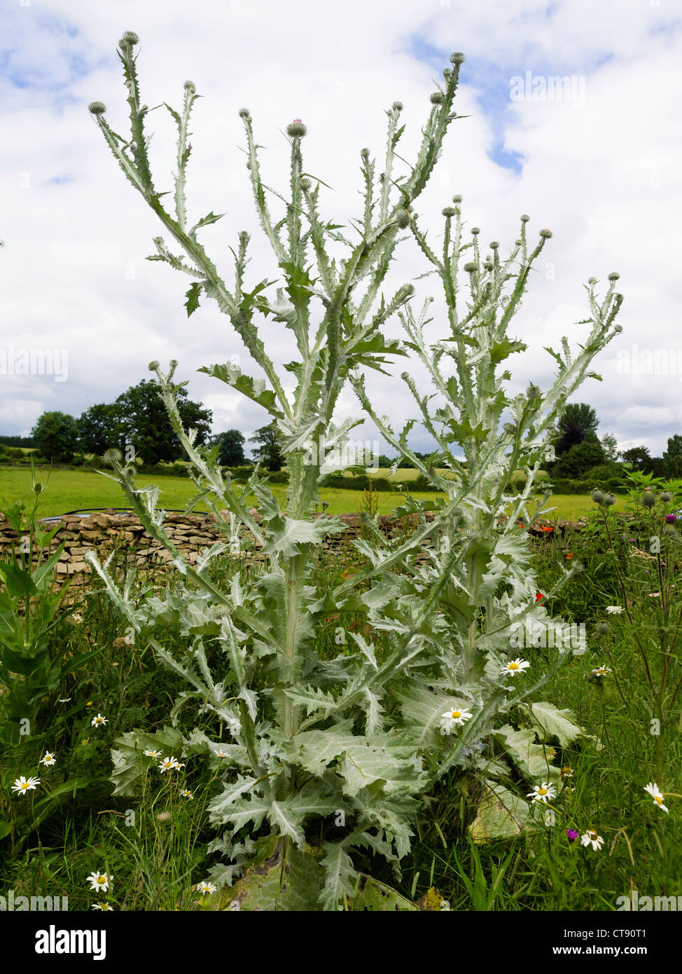 Cardoon plant large thistle with silvery foliage Cynara cardunculus ...