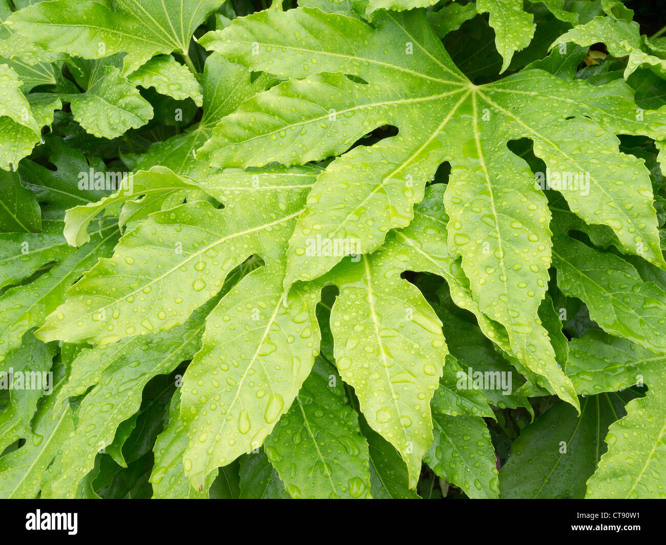 Fatsia japonica (Fatsi) or Japanese Aralia japonica healthy wet leaves detail England in wet spring summer 2012 Stock Photo