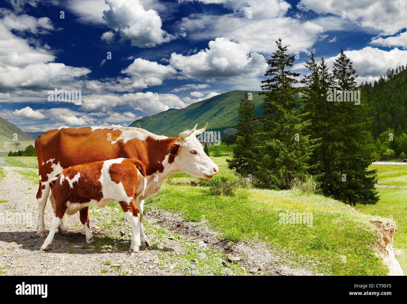 Mountain landscape with cows and forest Stock Photo - Alamy