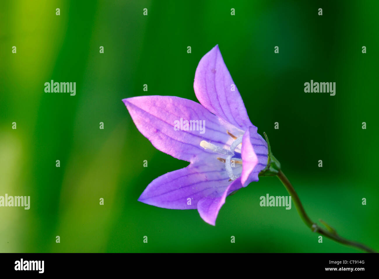A flower of Campanula, summer, July. Stock Photo