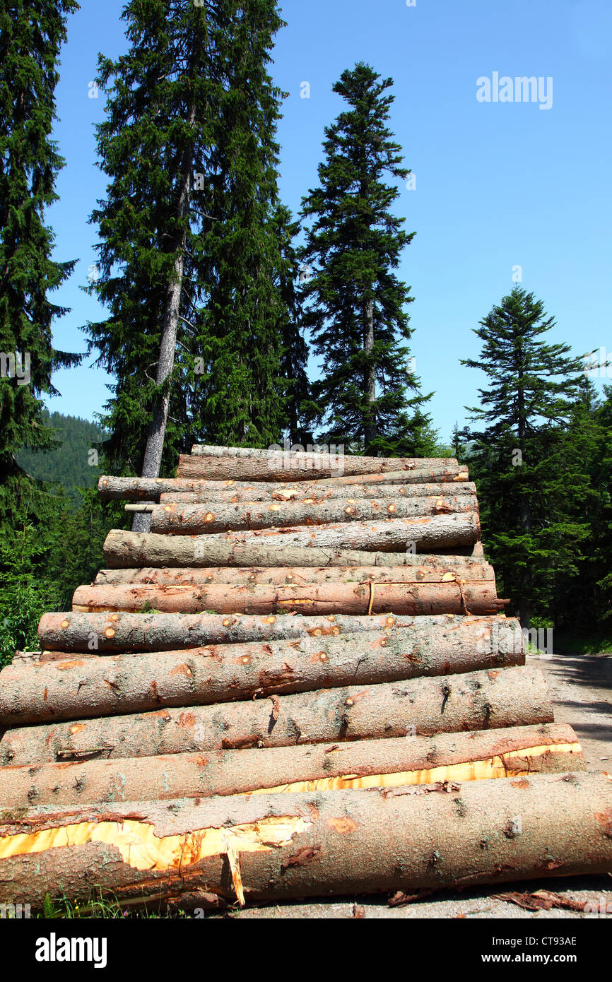 Woodpile in a forest. Stacked tree trunks, ready to be transported to a sawmill. Stock Photo