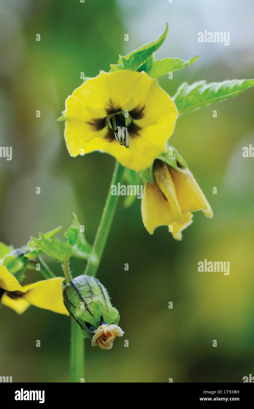 Physalis philadelphica 'Purple de Milpa', Yellow flowers of Tomatillo also know as Tomato verde. Stock Photo