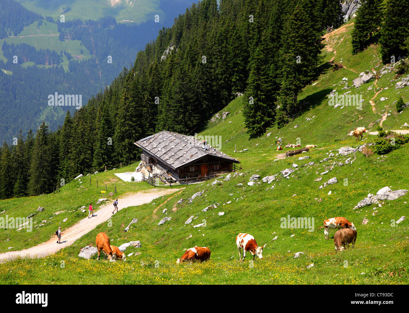Mountain hiking path in the Mangfall mountains, Bavarian alps. Stock Photo