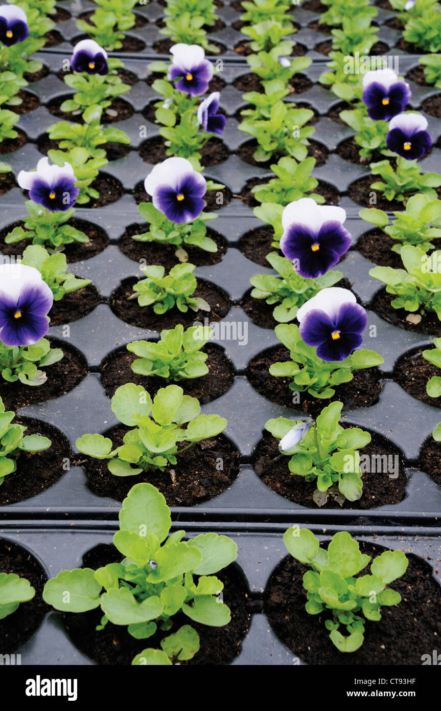 Pansy seed hires stock photography and images Alamy