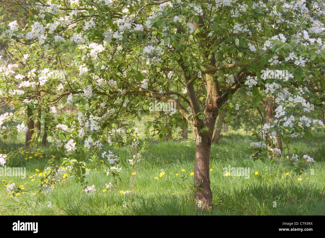 Malus domestica, Apple Stock Photo Alamy