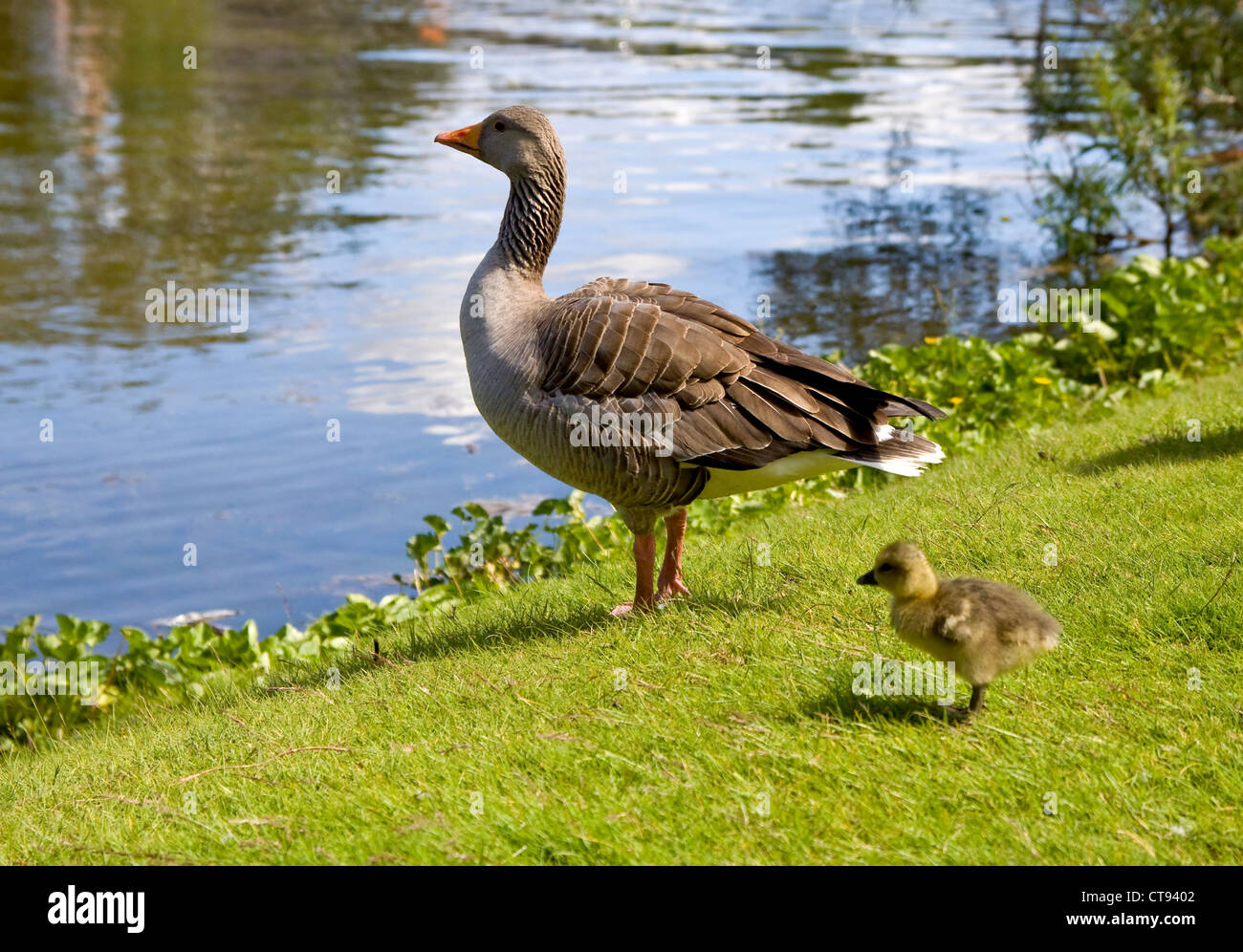American duck family Stock Photo Alamy