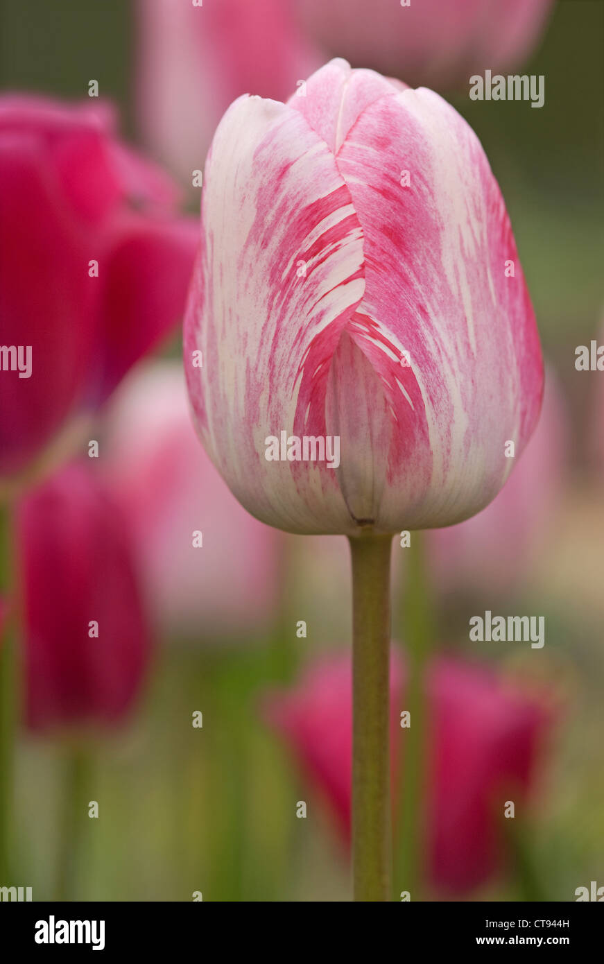 Tulipa, Tulip Stock Photo