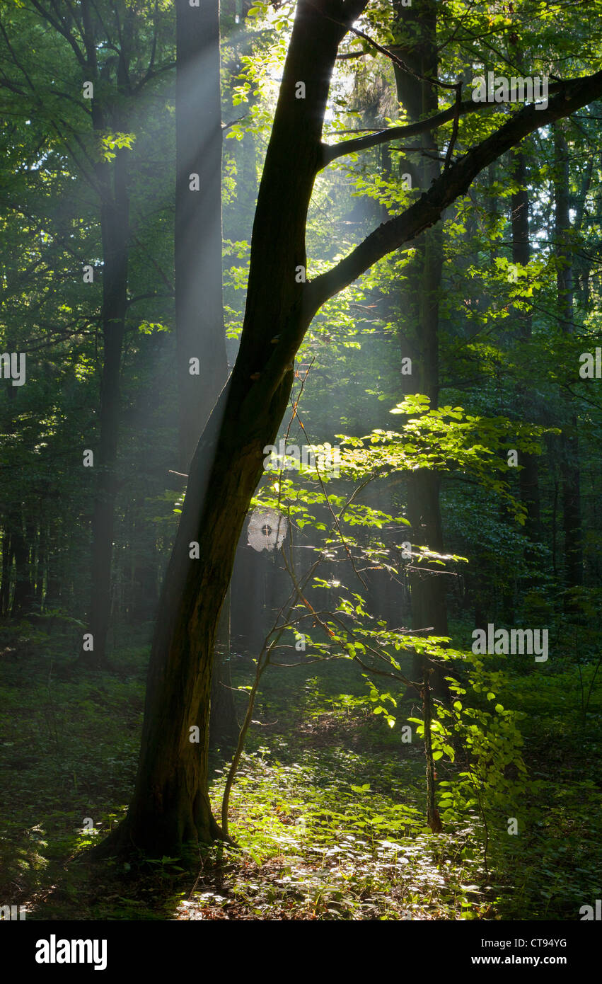 Sunbeam entering misty deciduous stand rain after Stock Photo