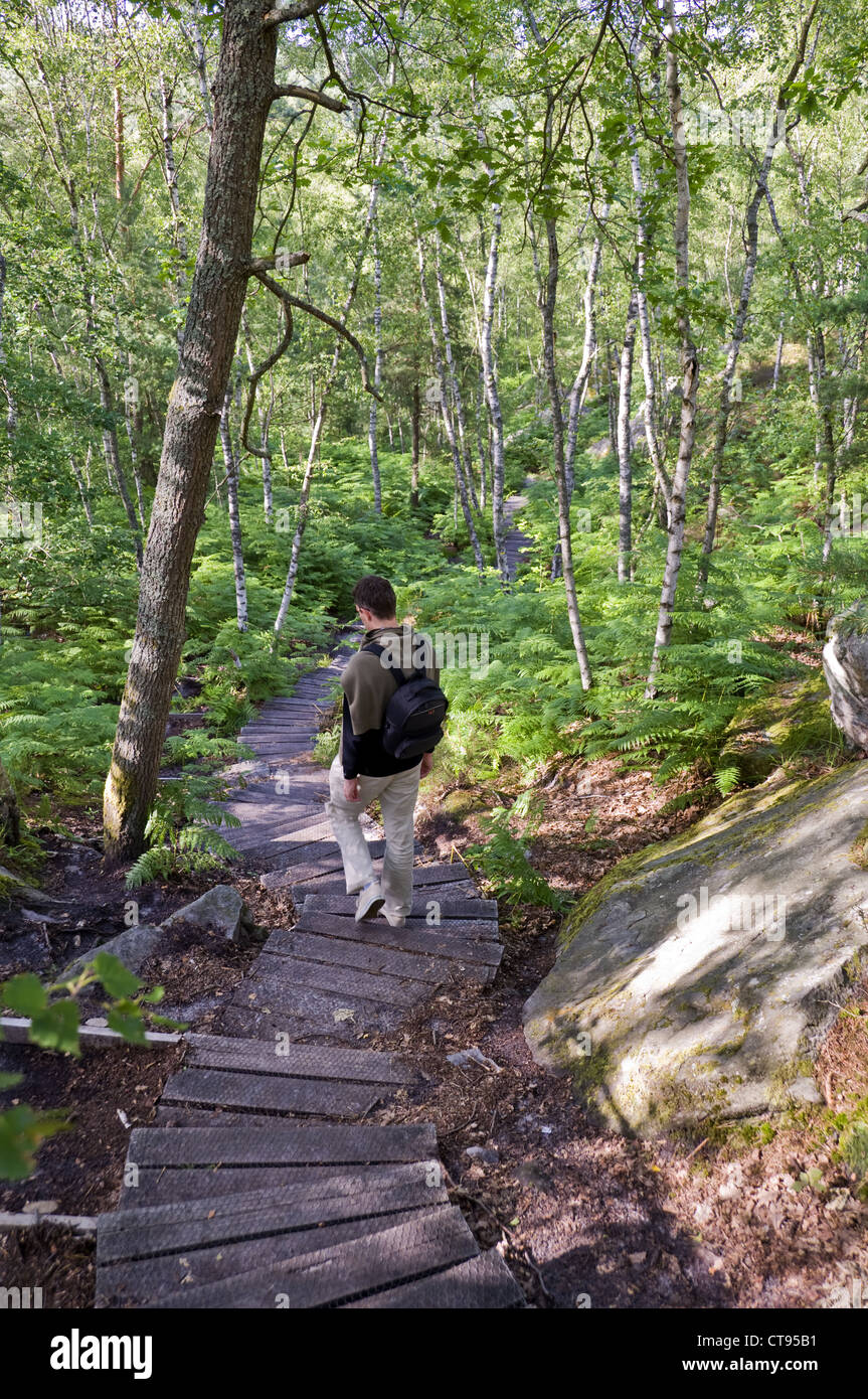 Man hiking in the forest of Fontainebleau Paris, France Stock Photo Alamy