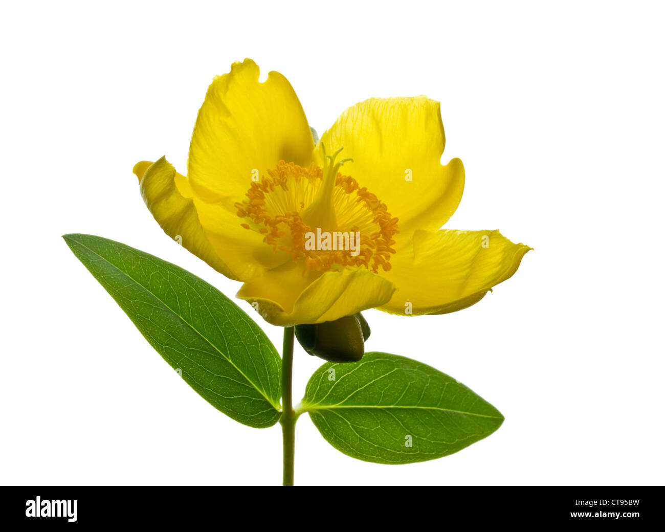 Rose of Sharon Hypericum calycinum (Clusiaceae) flower head against a white backround Stock Photo