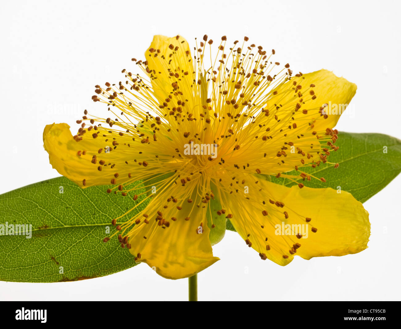 Rose of Sharon Hypericum calycinum (Clusiaceae) flower head against a white backround Stock Photo