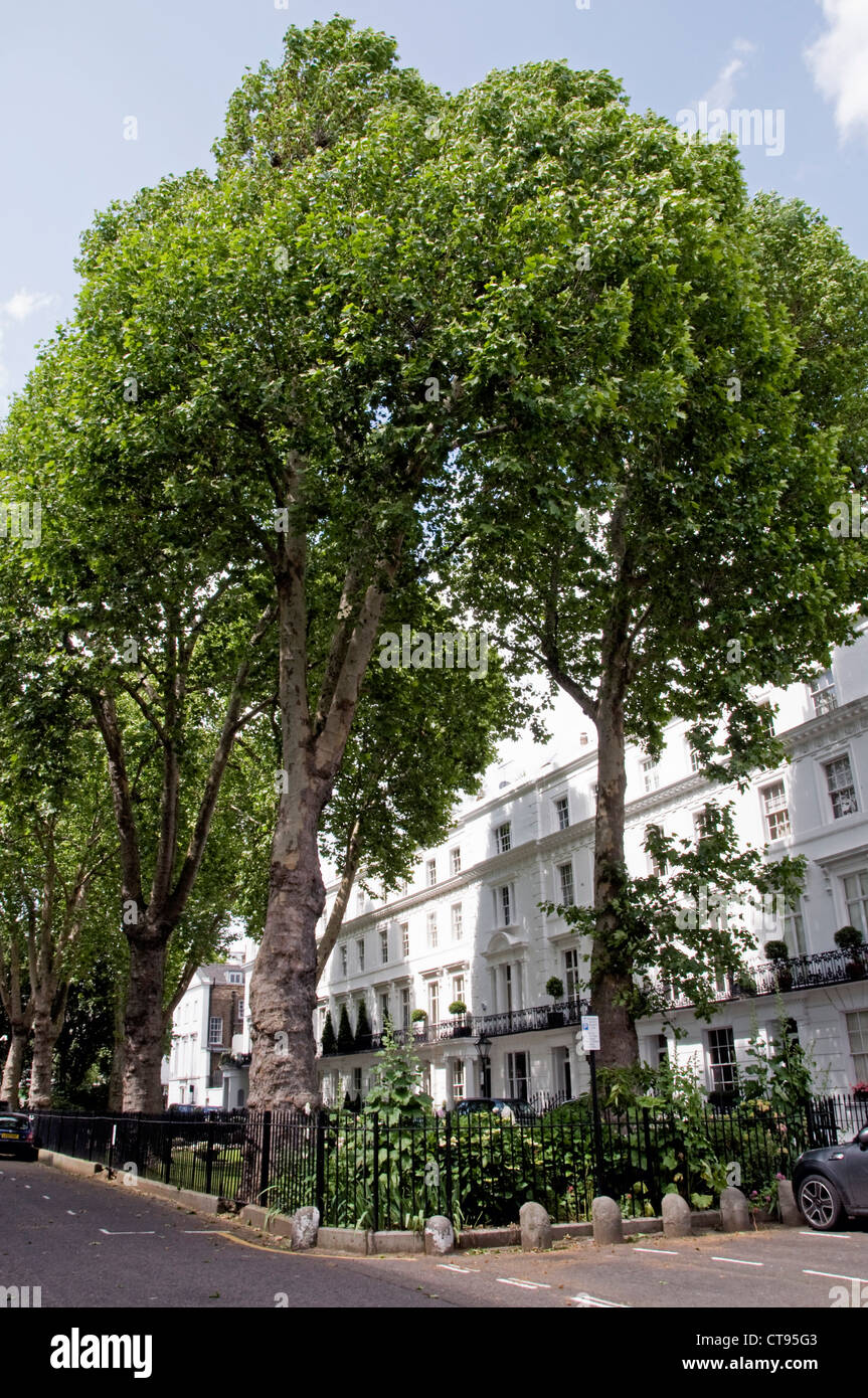 Wellington Square, with London Plane trees, off King's Road Chelsea, London England UK Stock Photo