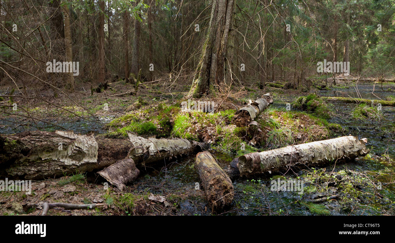 Party declined stump with parts of broken birch tree around against dense coniferous stand in morning Stock Photo