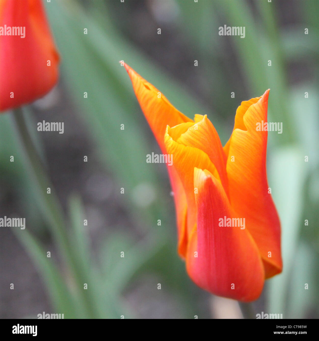 Spring Flowering bright orange tulip Stock Photo