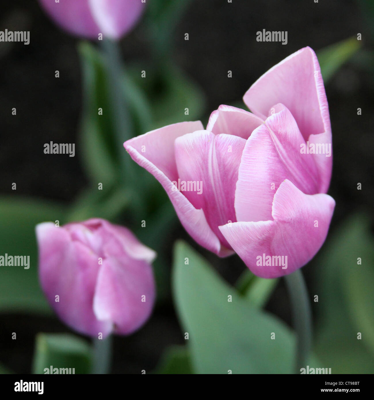 Spring Flowering Lilac coloured Tulip Stock Photo