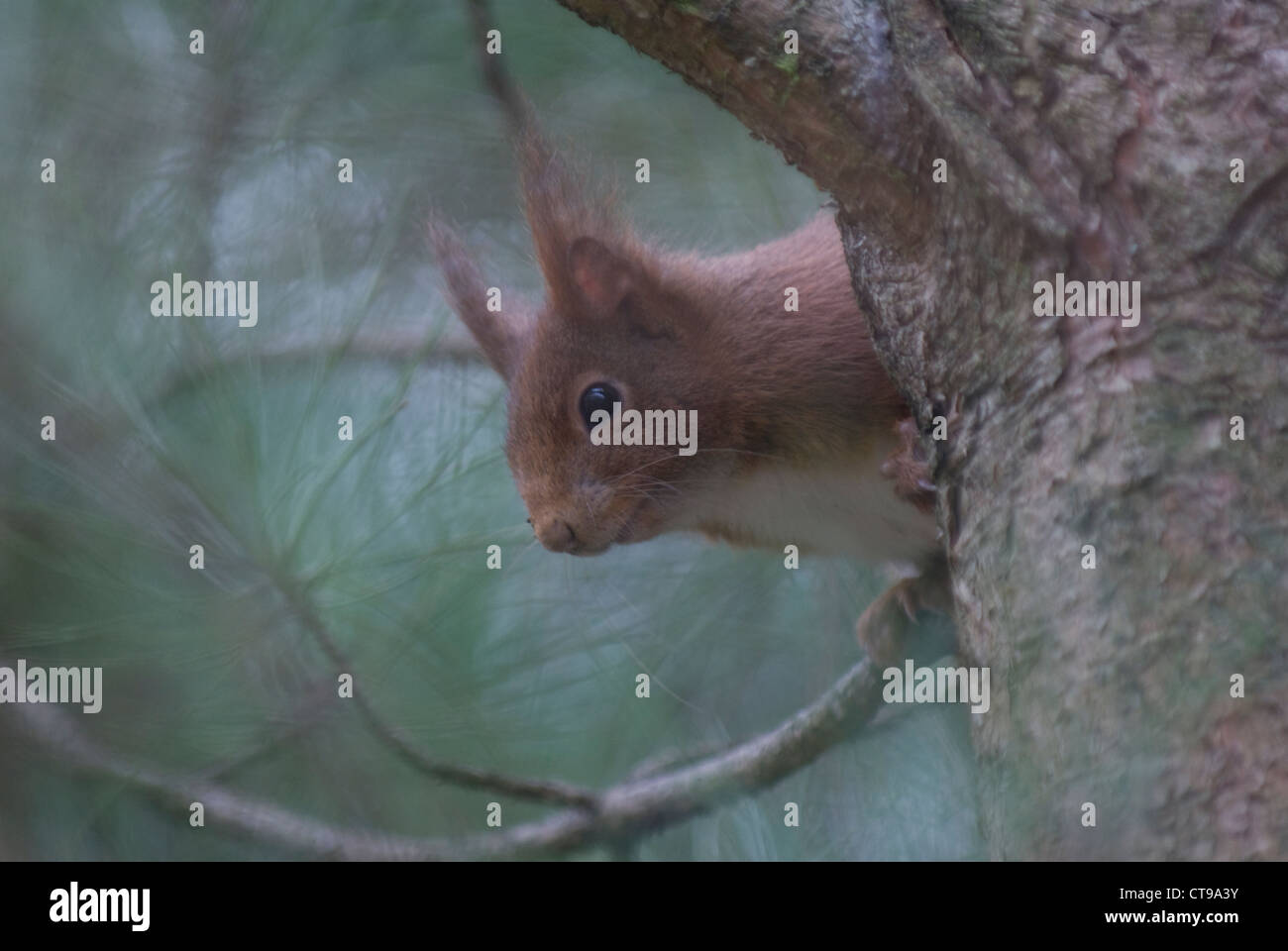 Eurasian Red Squirrel (Sciurus vulgaris) peeking round a tree Stock Photo
