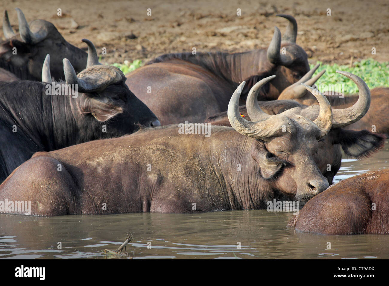 WILD African Buffalo wallow on the shores of the Kazinga Channel in Uganda, Africa. Stock Photo