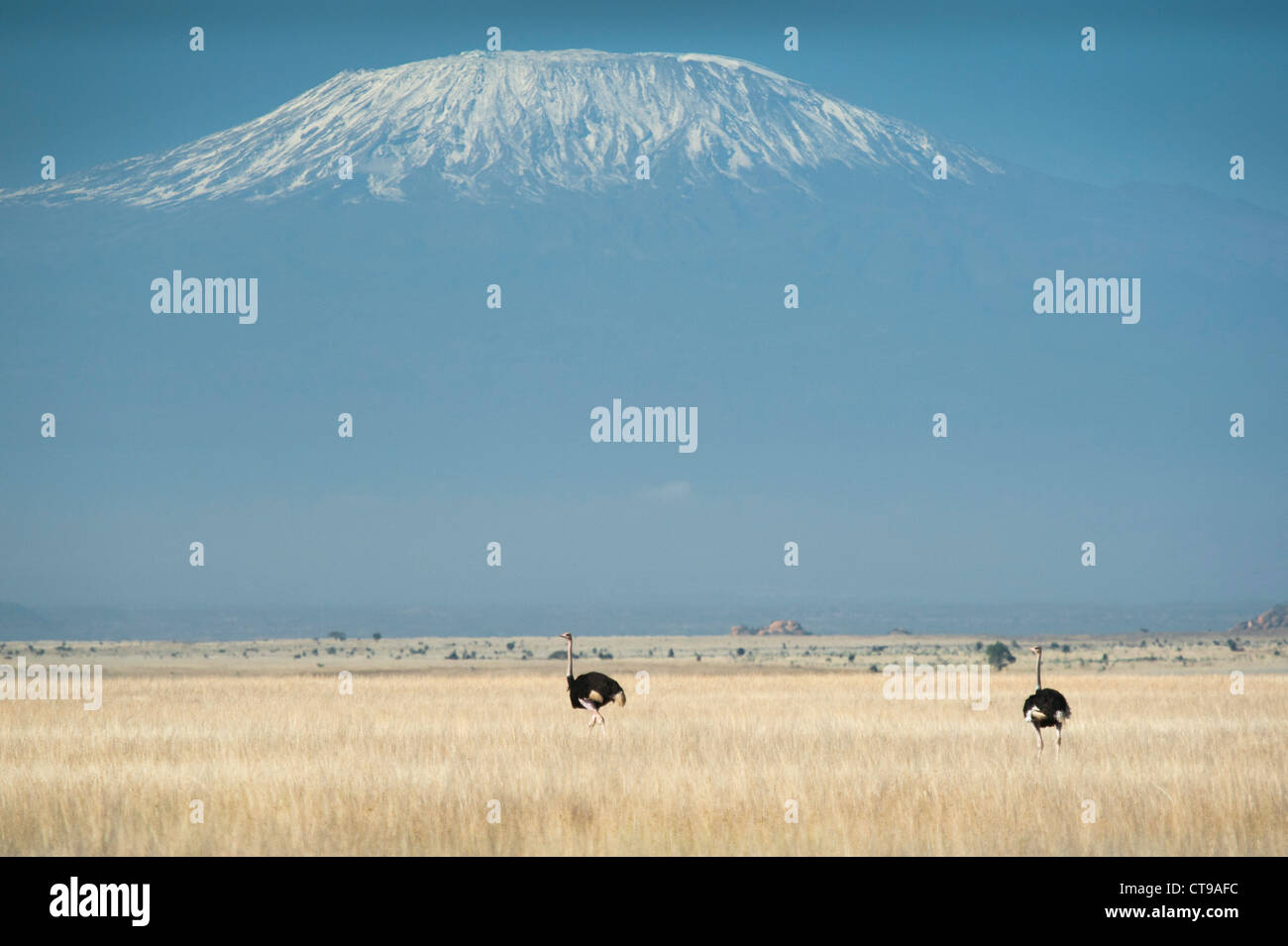 A pair of Ostrich on the grassy plains below Kilimanjaro Stock Photo