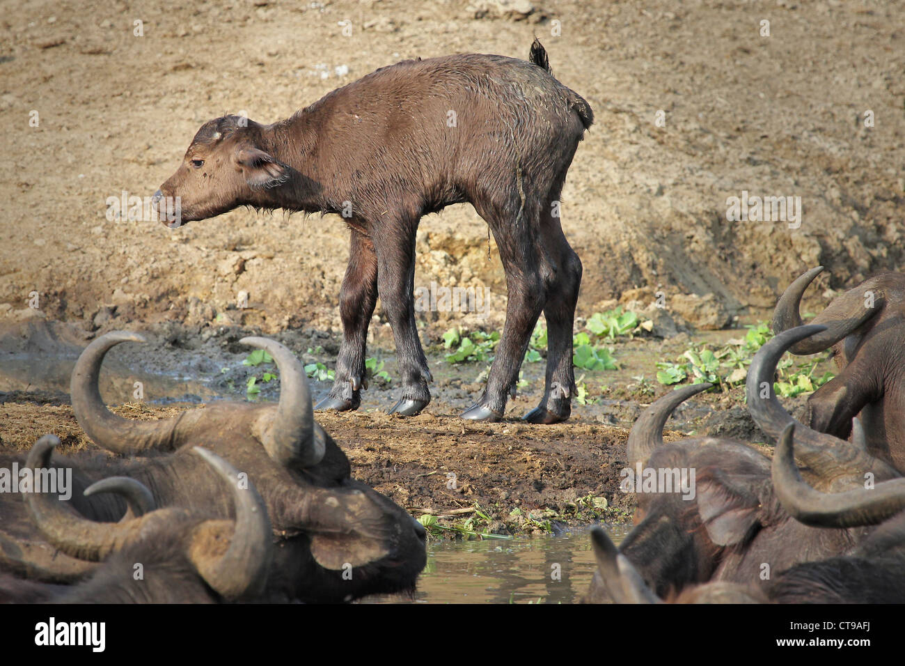 A Cute Newborn Baby African Buffalo stands for the first time on the shores of the Kazinga Channel in Uganda, Africa. Stock Photo