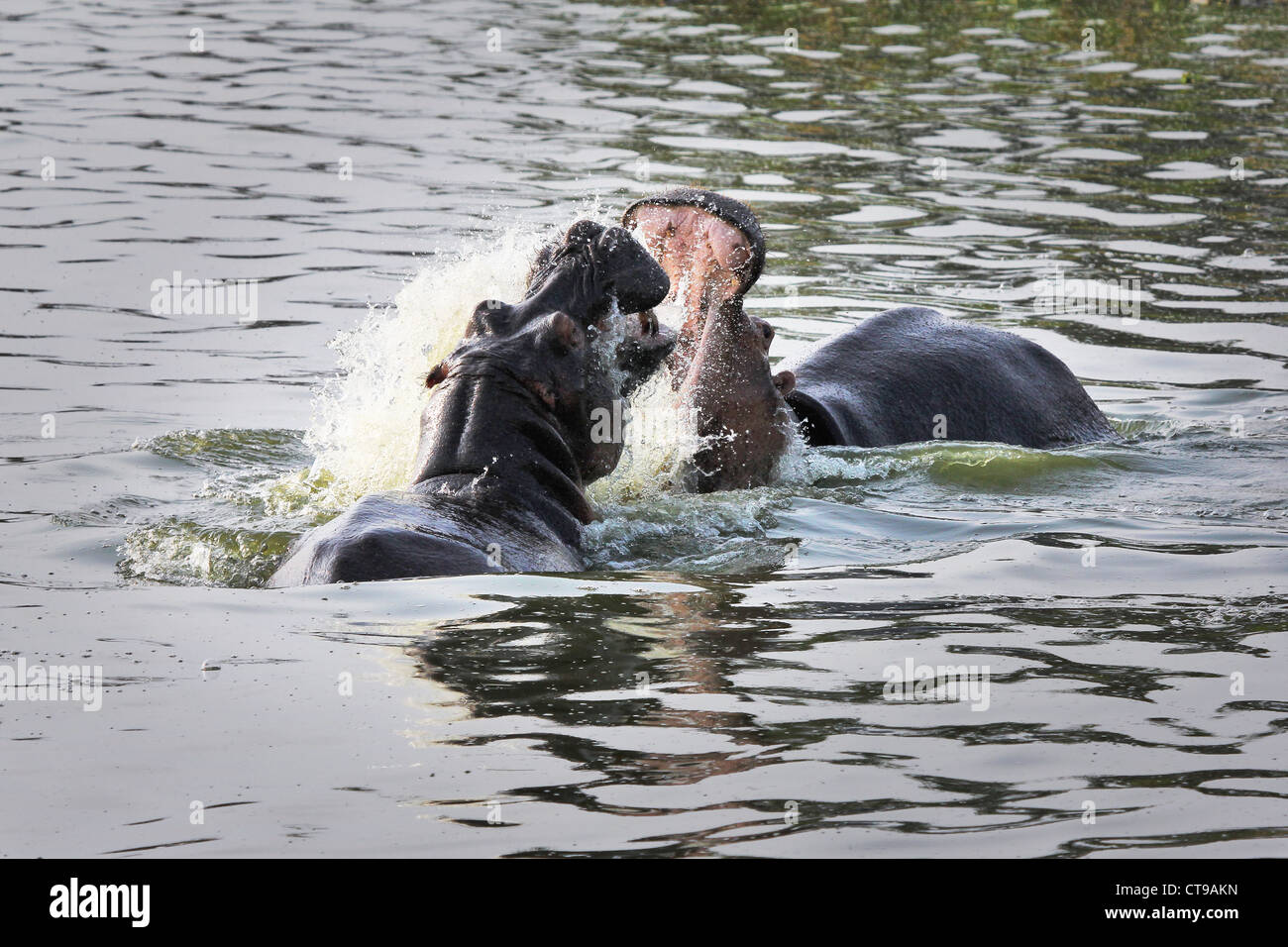 Two WILD Hippopotami fight to the DEATH in the Kazinga Channel in Uganda, Africa. Stock Photo