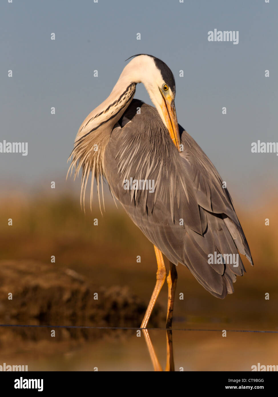 Grey heron standing in water preening Stock Photo