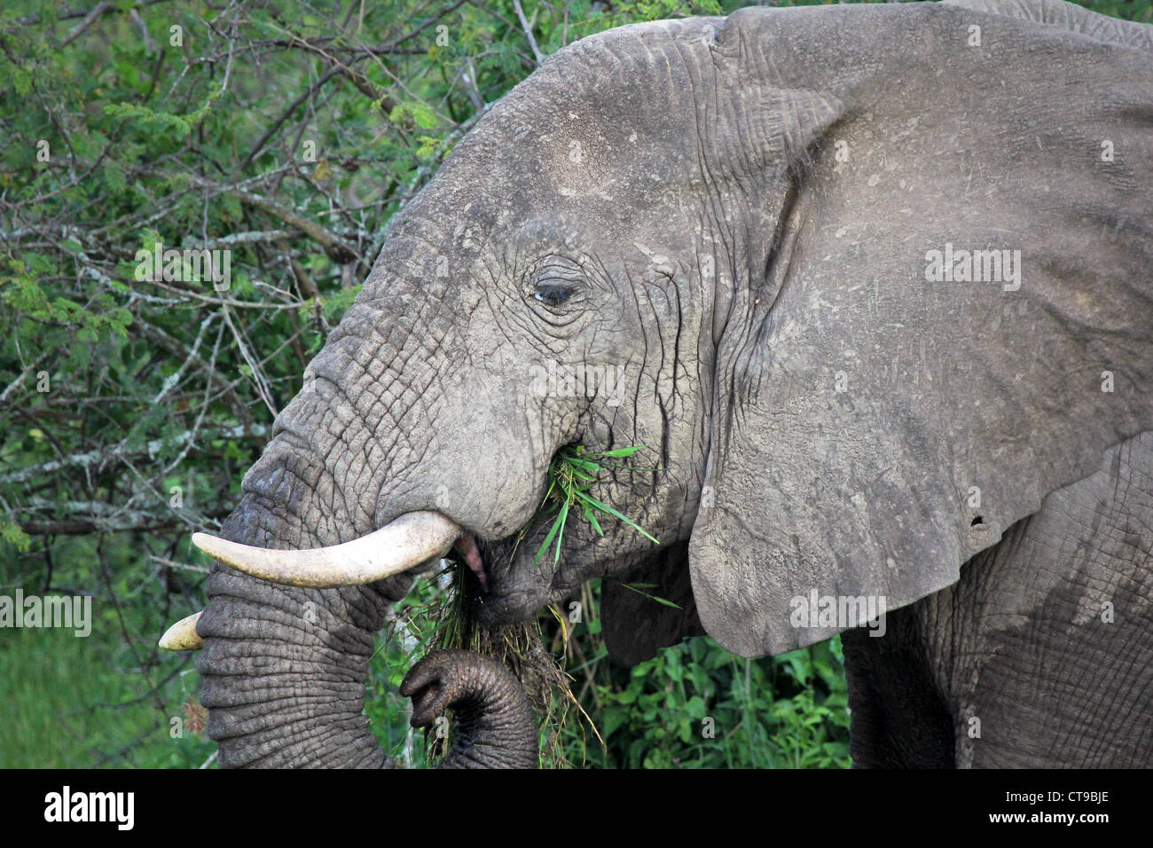 A WILD African Elephant feeding on vegetation on the shore of the Kazinga Channel in Uganda, Africa. Stock Photo