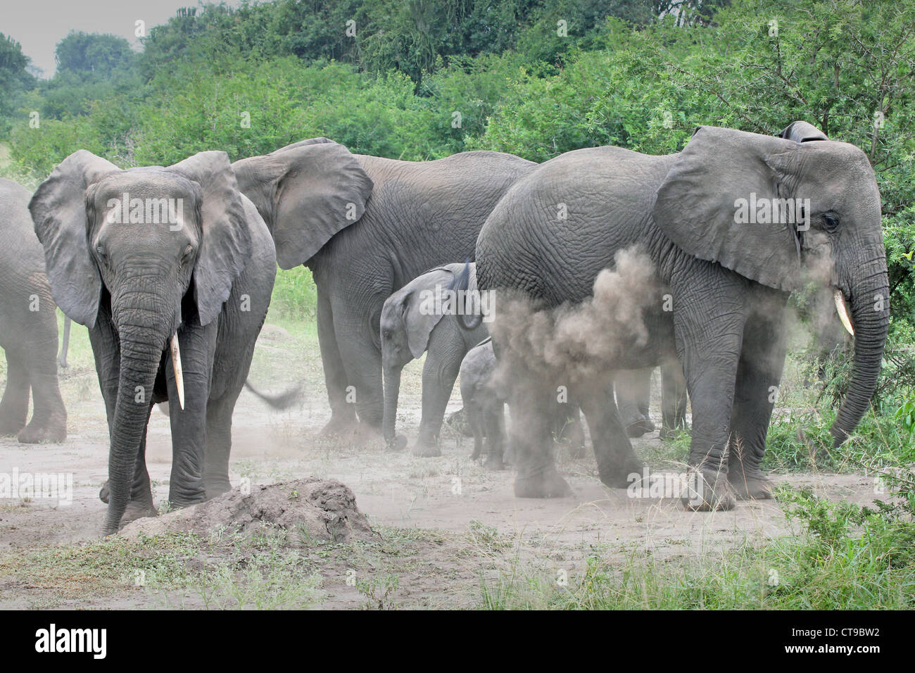 WILD African Elephants camouflage by throwing dirt on themselves with their trunk in Uganda, Africa. Stock Photo