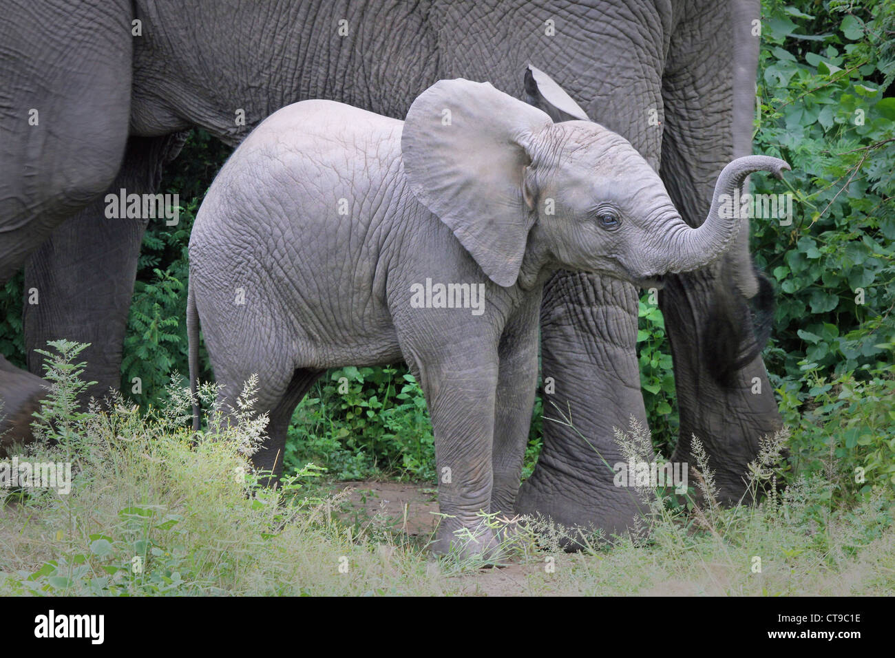 An extremely cute and WILD baby African Elephant stays close to mom for protection in Uganda, Africa. Stock Photo