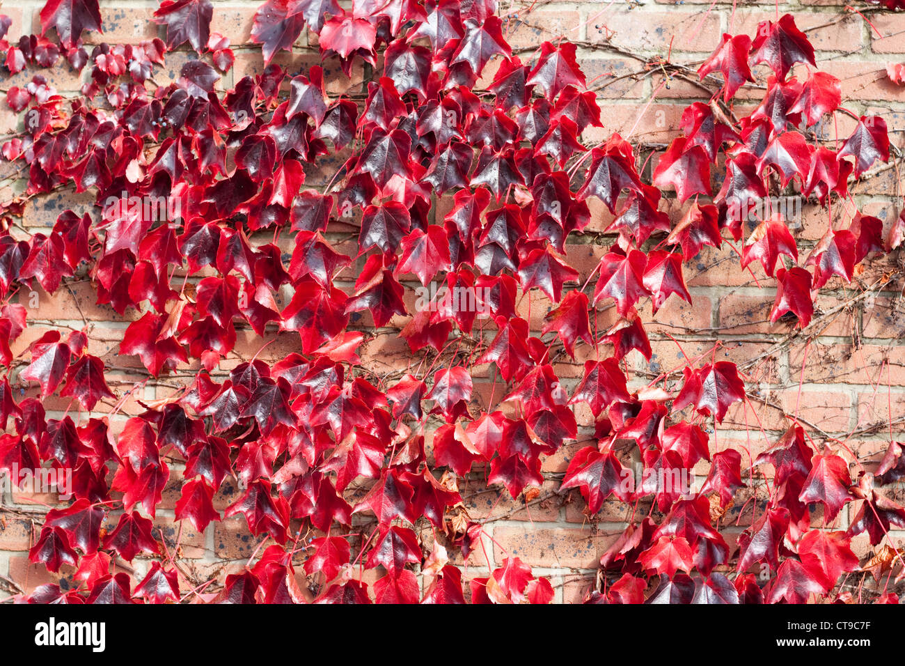 Red vine creeper leaves Stock Photo Alamy