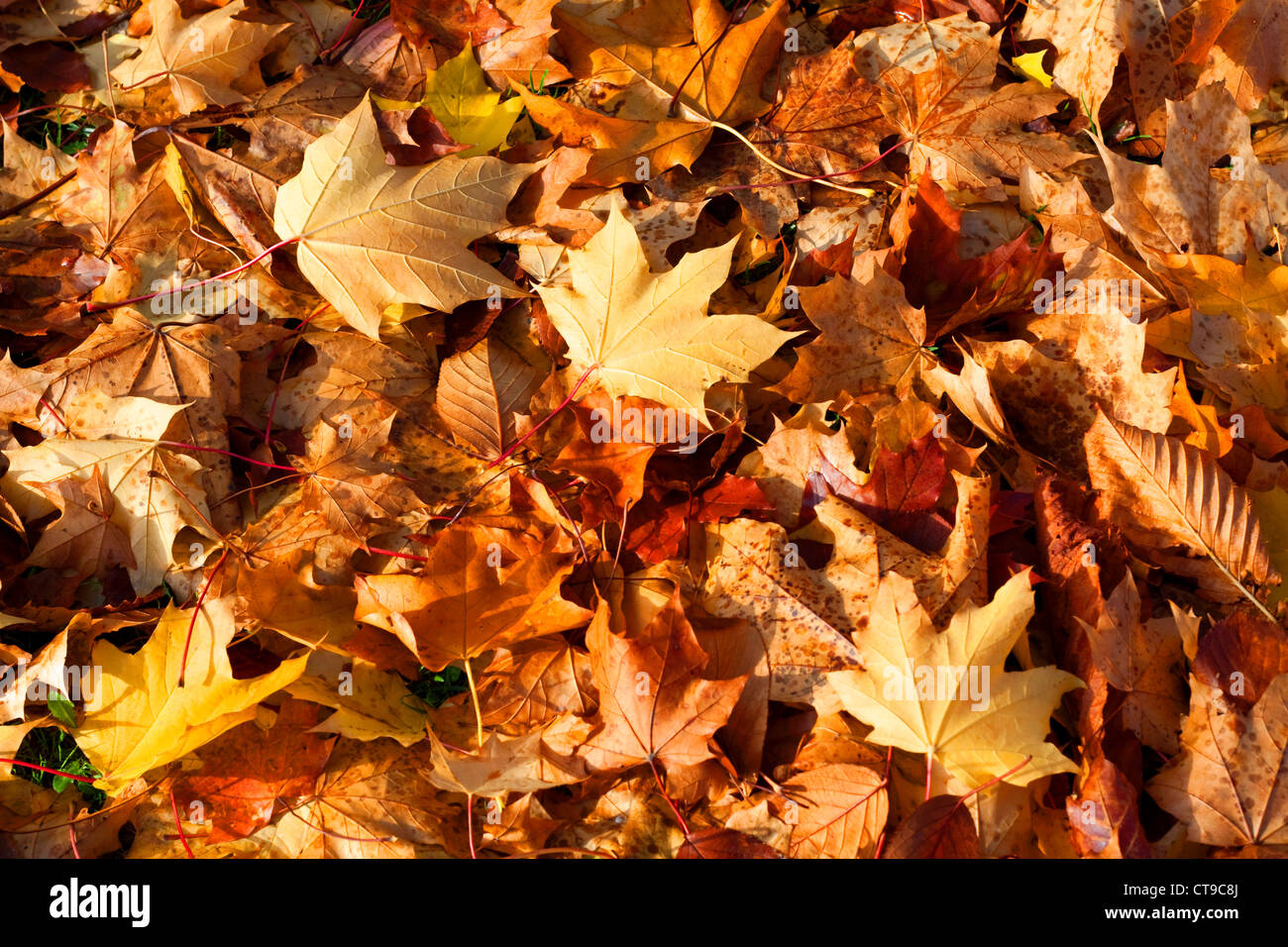 Golden autumn leaves Stock Photo - Alamy