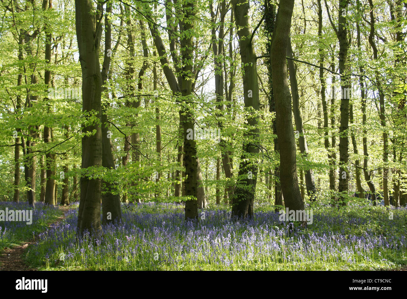 blue bell woods Stock Photo Alamy