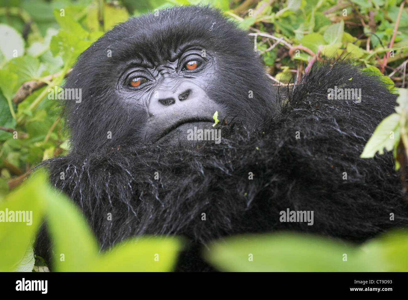 Adult female Mountain Gorilla stares into the camera in the wilds of the Virunga Mountains between the Congo and Rwanda. Stock Photo