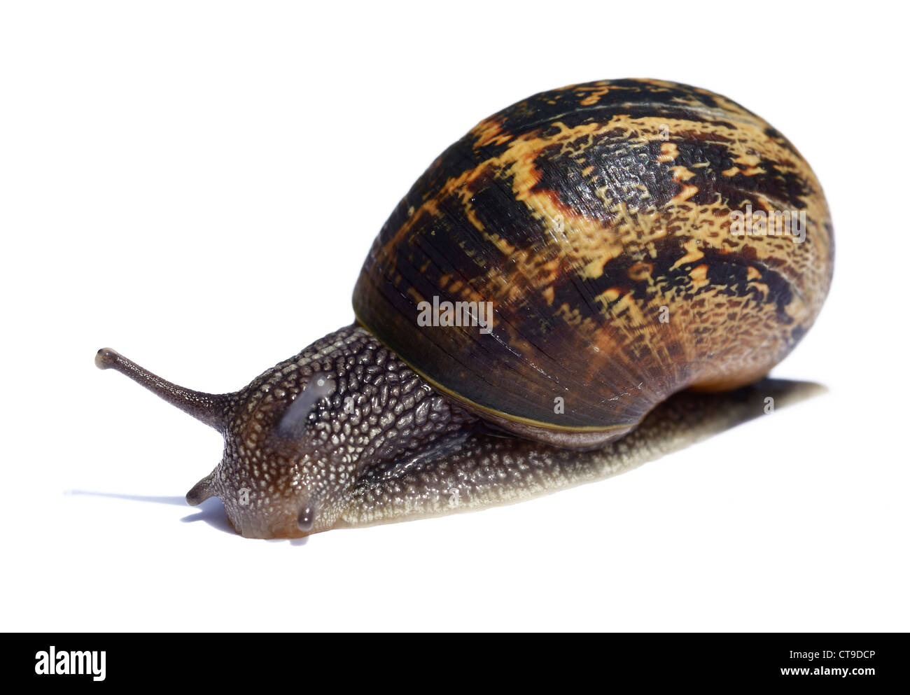 Common brown garden snail Stock Photo