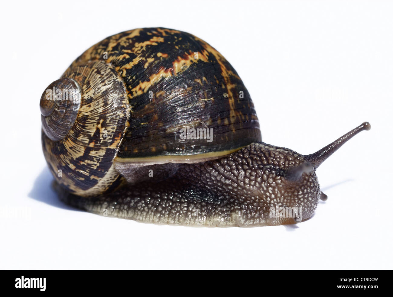 Common brown garden snail Stock Photo