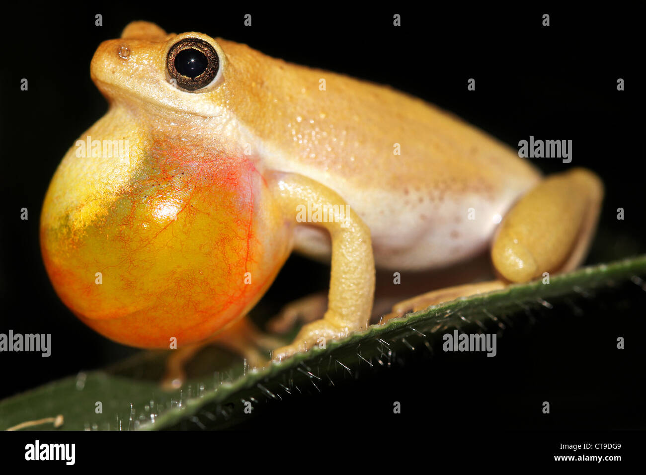 Male Painted Reed Frog (Hyperolius marmoratus) calling during the night in Uganda, Africa. Isolated on black. Stock Photo